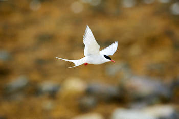 Oiseaux de mer<br>NIKON D4, 500 mm, 2000 ISO,  1/4000 sec,  f : 6.3 